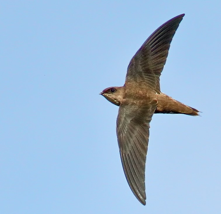 image Chimney Swift